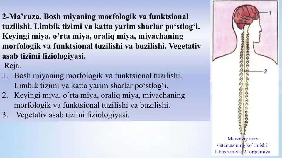 Boshmiyaning morfologik va funksional tuzilishi