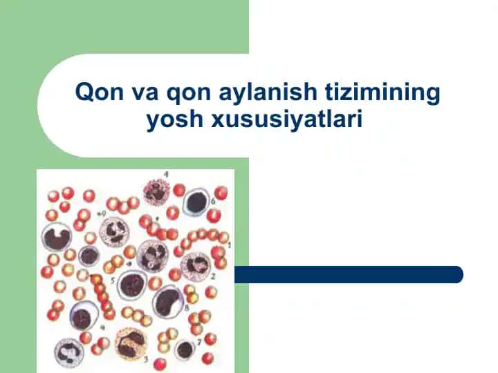 Qon aylanish tizimi