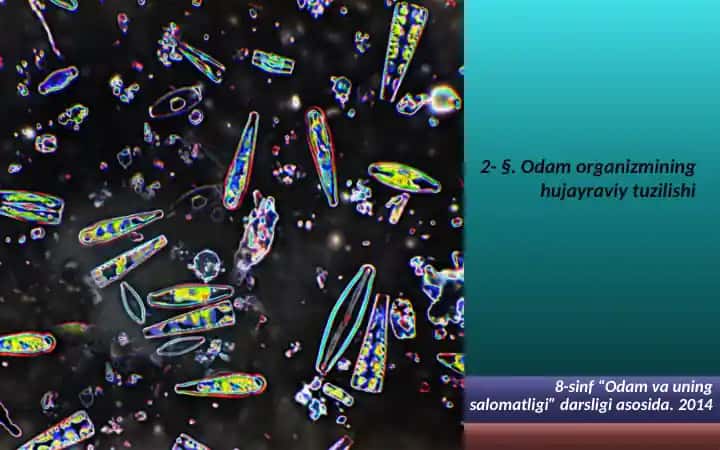 Odam organizmining hujayraviy tuzilishi