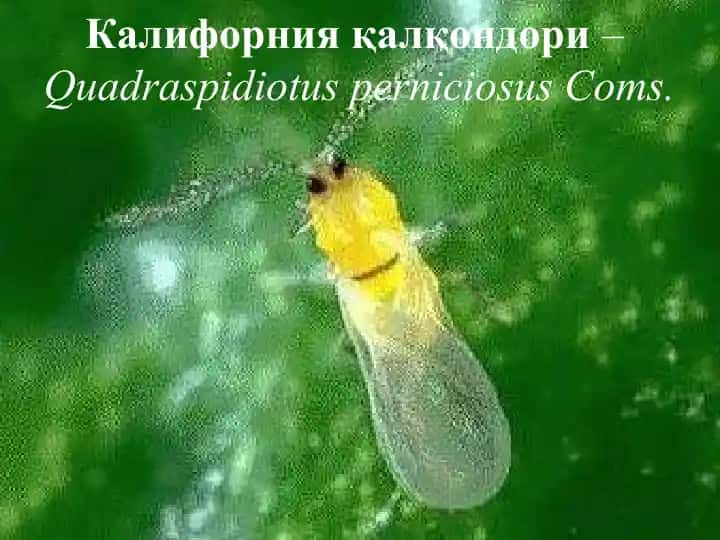 Калифорния қалқондори (Quadraspidiotusperniciosus Coms.)
