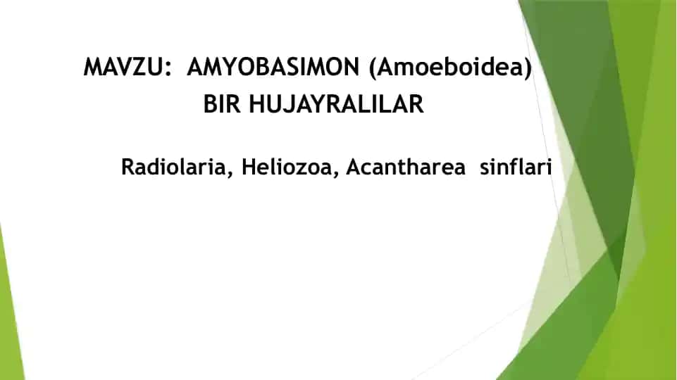 AMYOBASIMON (Amoeboidea)