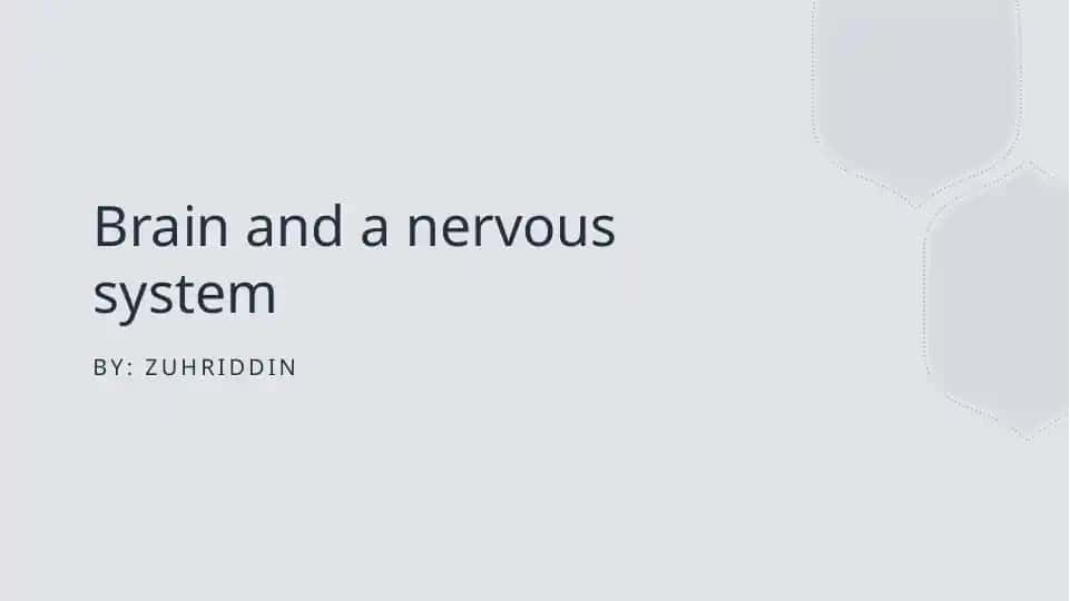 brain and nervous sytsem