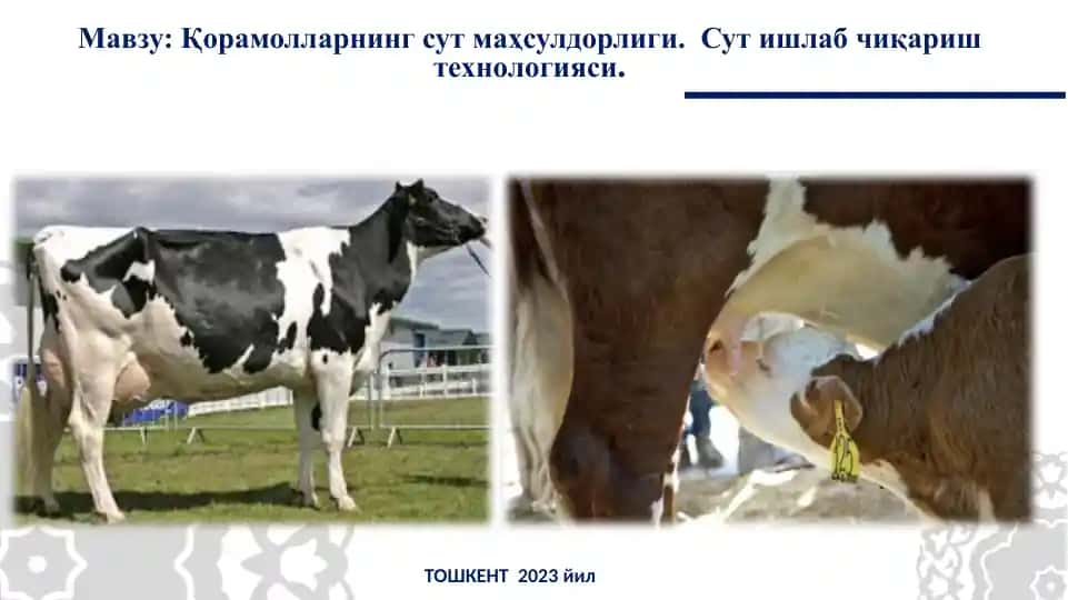 Сут ишлаб чиқариш технологияси
