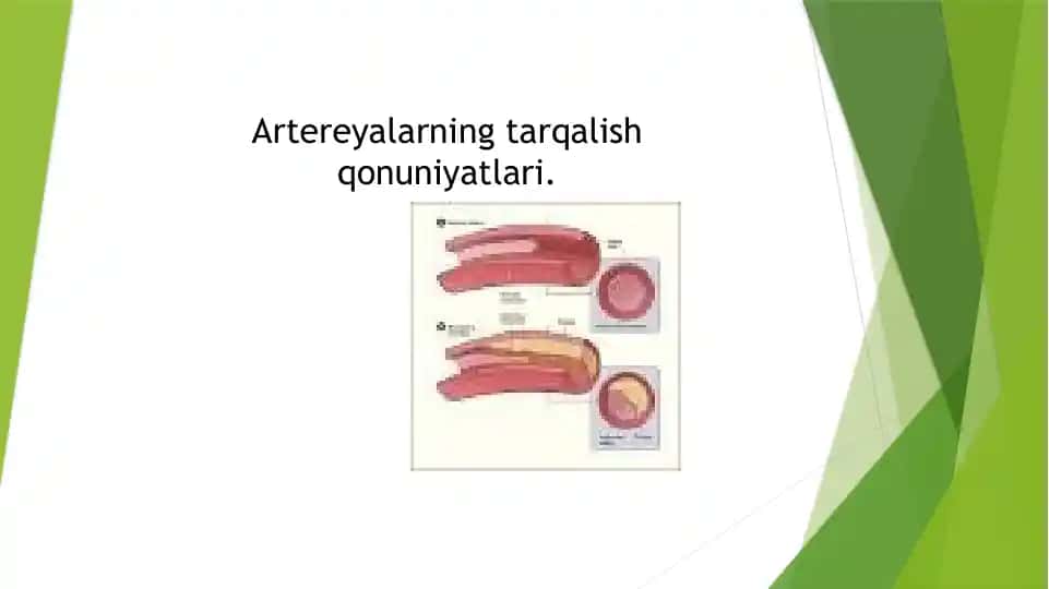 Artereyalarning tarqalish qonuniyatlari