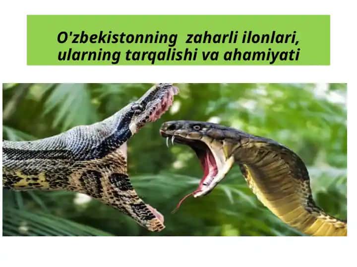 O'zbekistonning zaharli ilonlari va ularning zaharlanish xususiyatlari