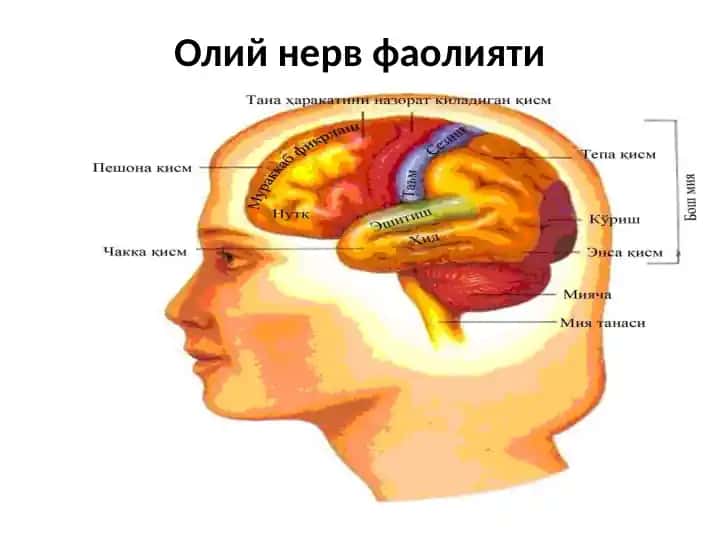 Олий нерв фаолияти