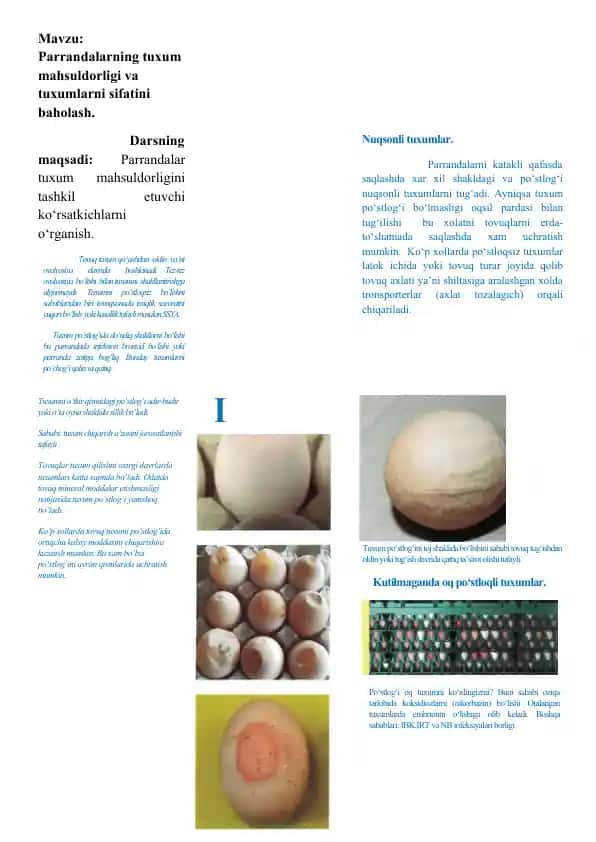 Tuxum mahsuldorligi va sifati