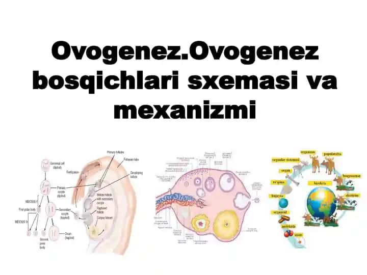 Ovogenez