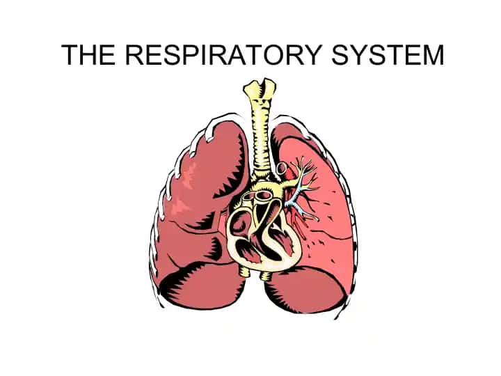 THE RESPIRATORY SYSTEM