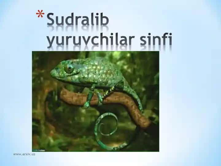 Sudralib yuruychilar sinfi