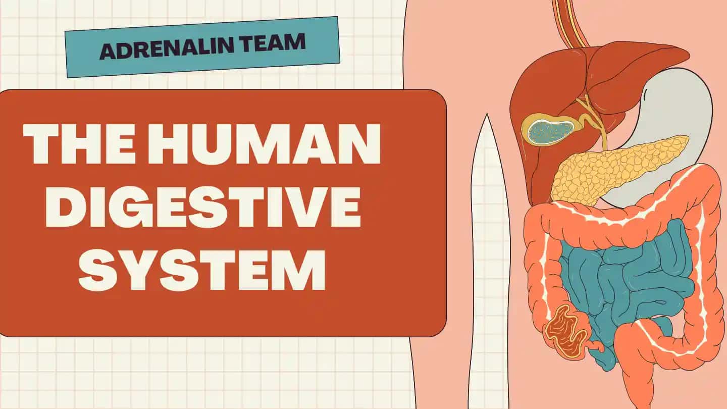 The Human Digestive System