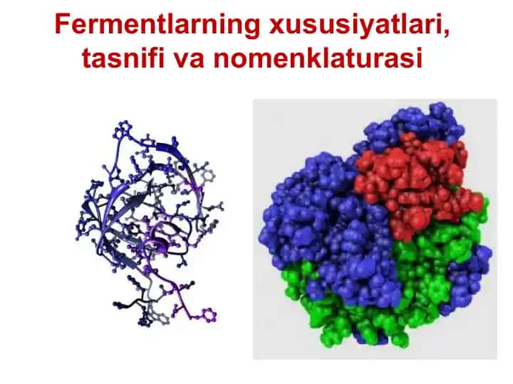 Fermentlarning xususiyatlari, tasnifi va nomenklaturasi