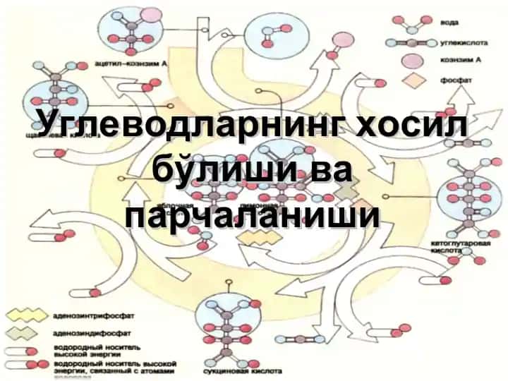 Углеводларнинг хосил бўлиши ва парчаланиши