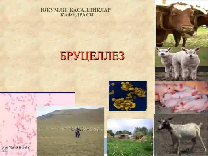 Бруцеллез
