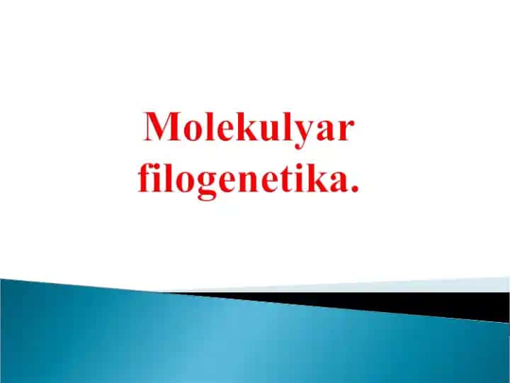 Molekulyar filogenetika