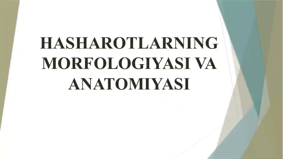 Hasharotlarning morfologiyasi va anatomiyasi