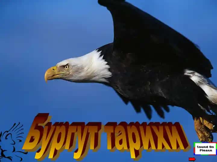 Бургут тарихи