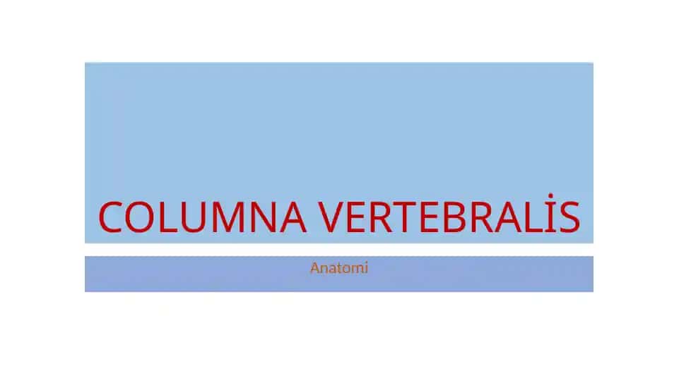 Columna Vertebralis