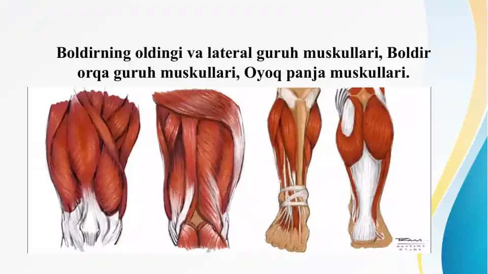 Boldirning oldingi va lateral guruh muskullari, Boldir orqa guruh muskullari, Oyoq panja muskullari.
