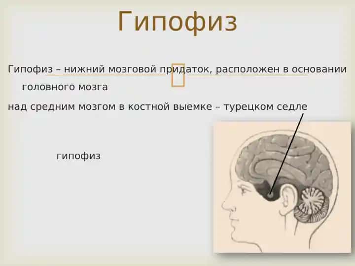Гипофиз