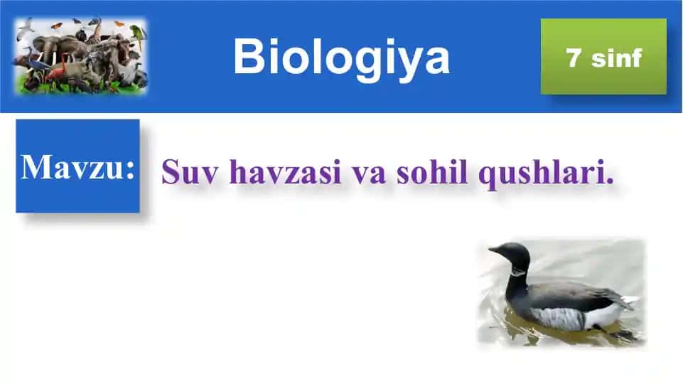Suv havzasi va sohil qushlari