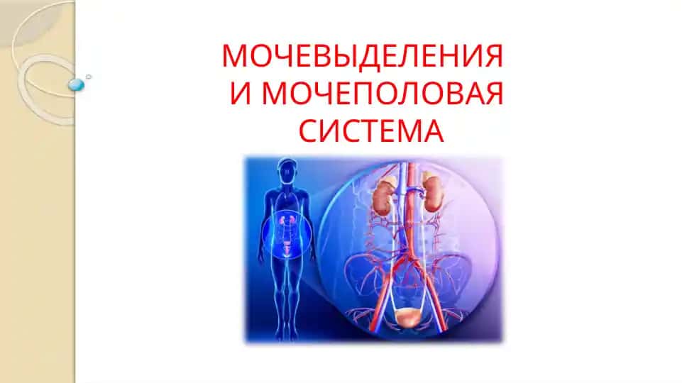 МОЧЕВЫДЕЛЕНИЯИ МОЧЕПОЛОВАЯСИСТЕМА
