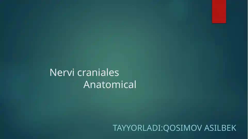Nervi craniales