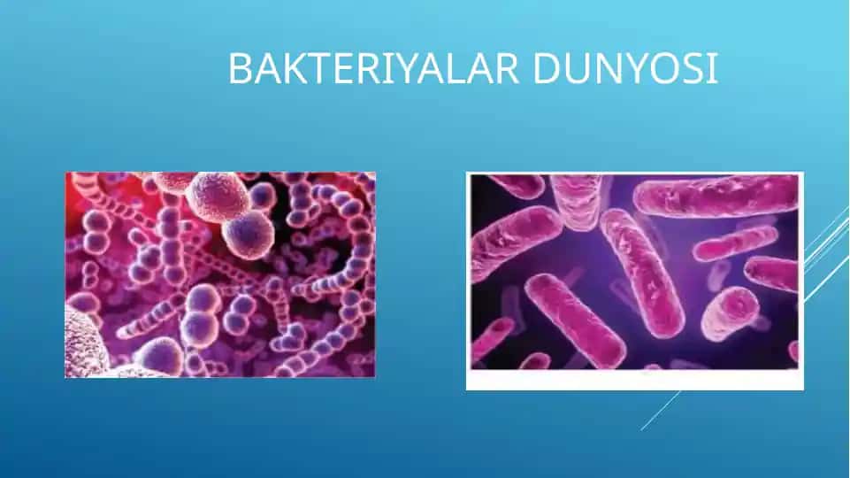 Bakteriyalar dunyosi