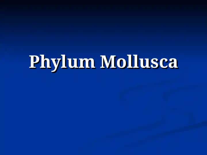 Phylum Mollusca