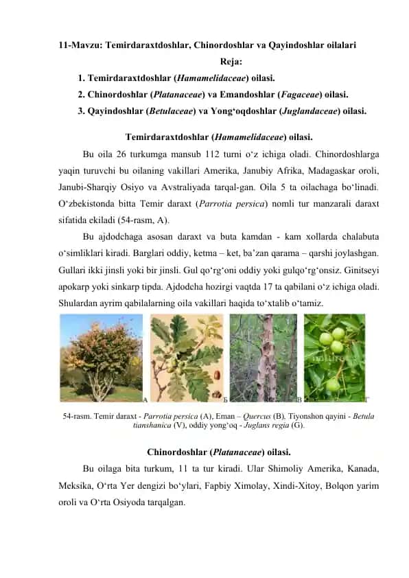 Temirdaraxtdoshlar, Chinordoshlar va Qayindoshlar oilalari