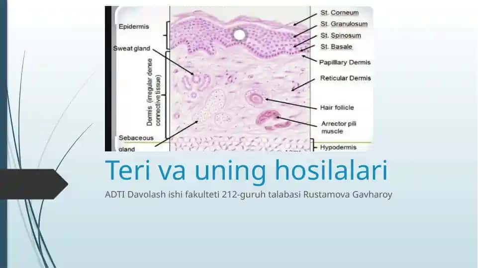 Teri va uning hosilalari