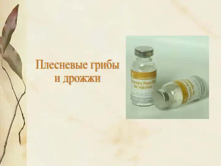 Плесневые грибы