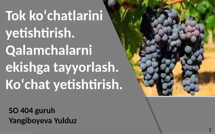 Tok ko‘chatlarini yetishtirish