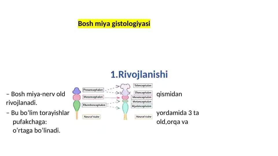 Bosh miya gistologiyasi