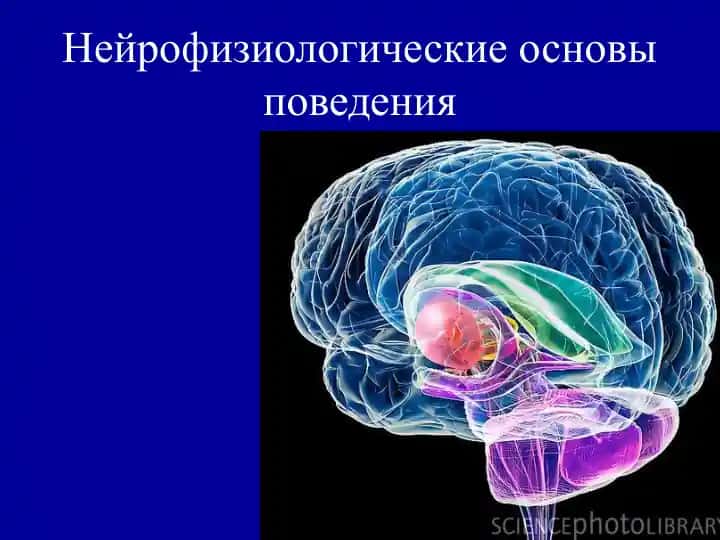 Нейрофизиологические основы поведения
