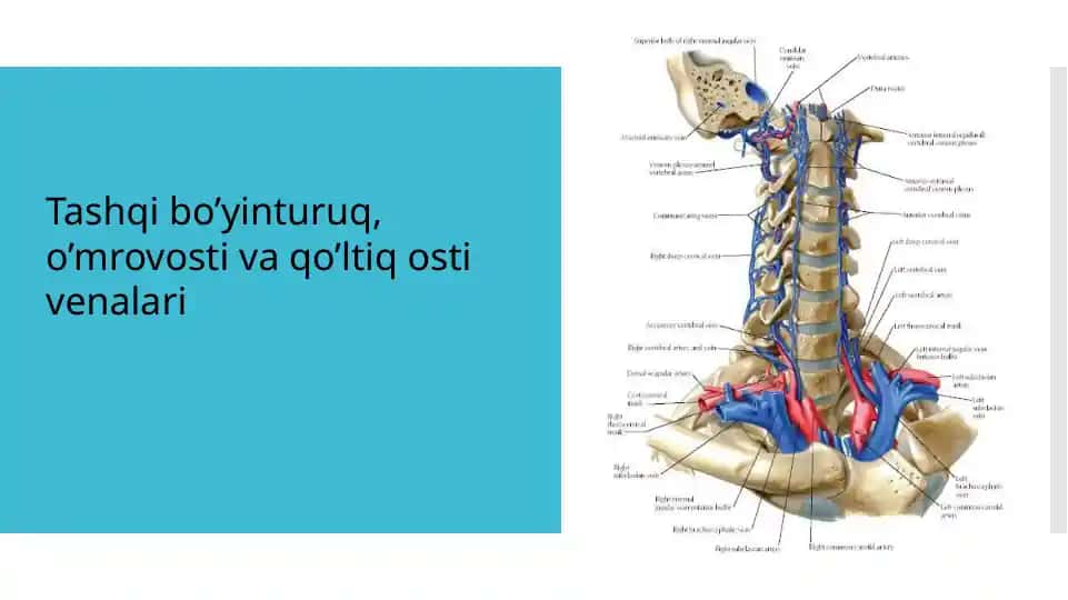 vena tashqi bo'yinturuq va qo'ltiqosti