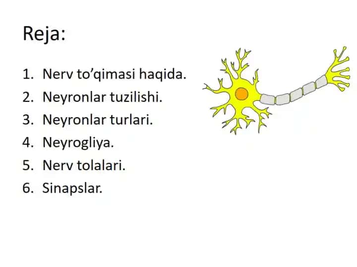 Nerv to’qimasi haqida