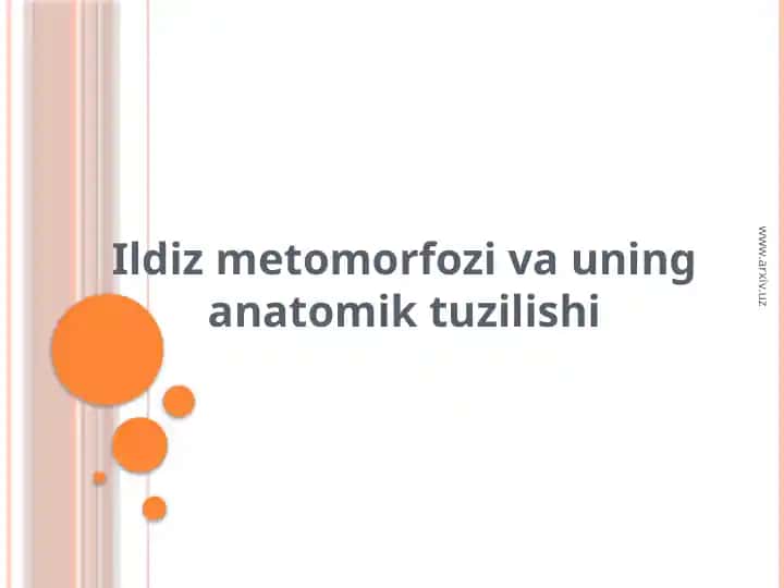 Ildizmetomorfozivauninganatomiktuzilishi
