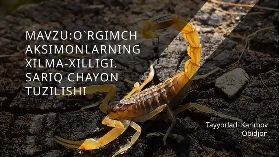 O‘rgimchaksimonlarning xilma-xilligi haqida
