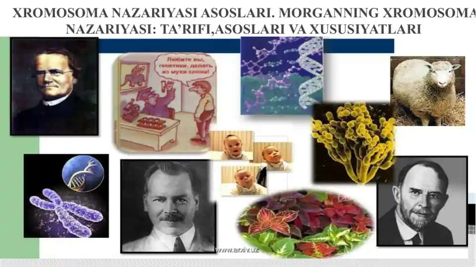 Xromosoma Nazariyasi Asoslari. Morganning Xromosoma Nazariyasi: Ta’rifi, Asoslari va Xususiyatlari