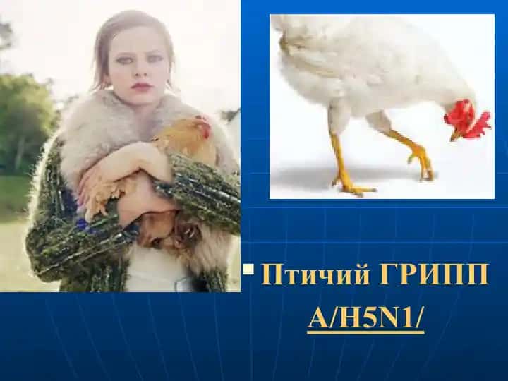 Птичий грипп (A/H5N1)