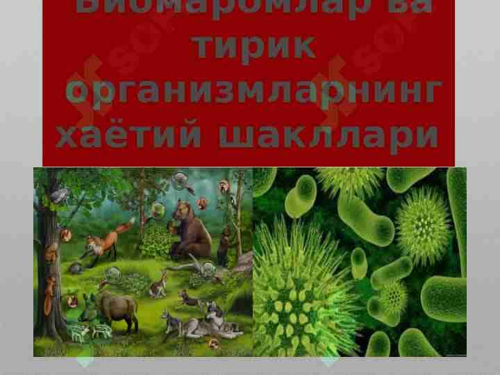 Biomaromlar va tirik organizmlarning hayotiy shakillari.Ekologik vaqt omili