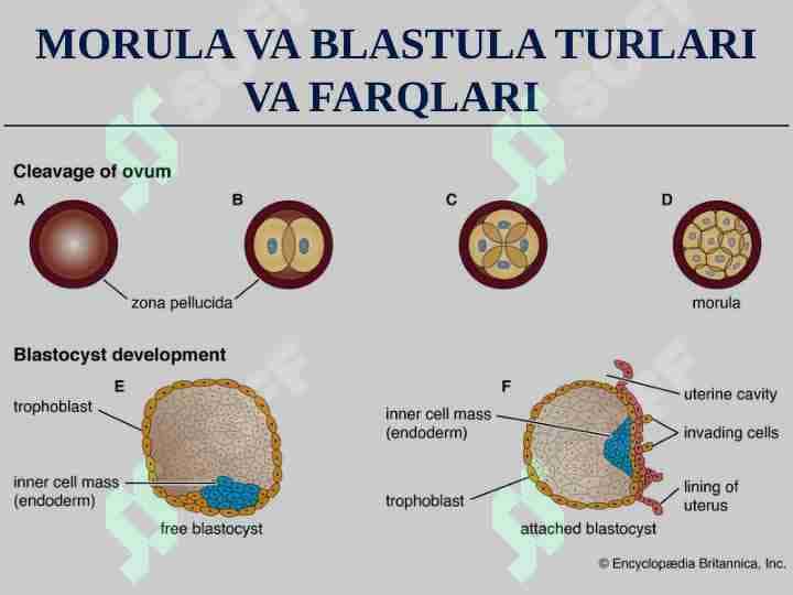 MORULA VA BLASTULA TURLARI VA FARQLARI