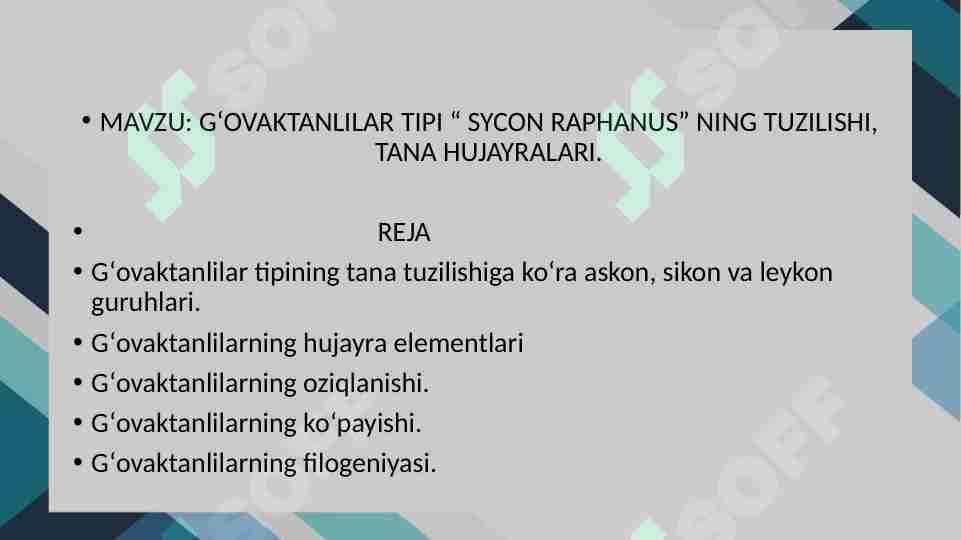 GʻOVAKTANLILAR TIPI “ SYCON RAPHANUS” NING TUZILISHI, TANA HUJAYRALARI