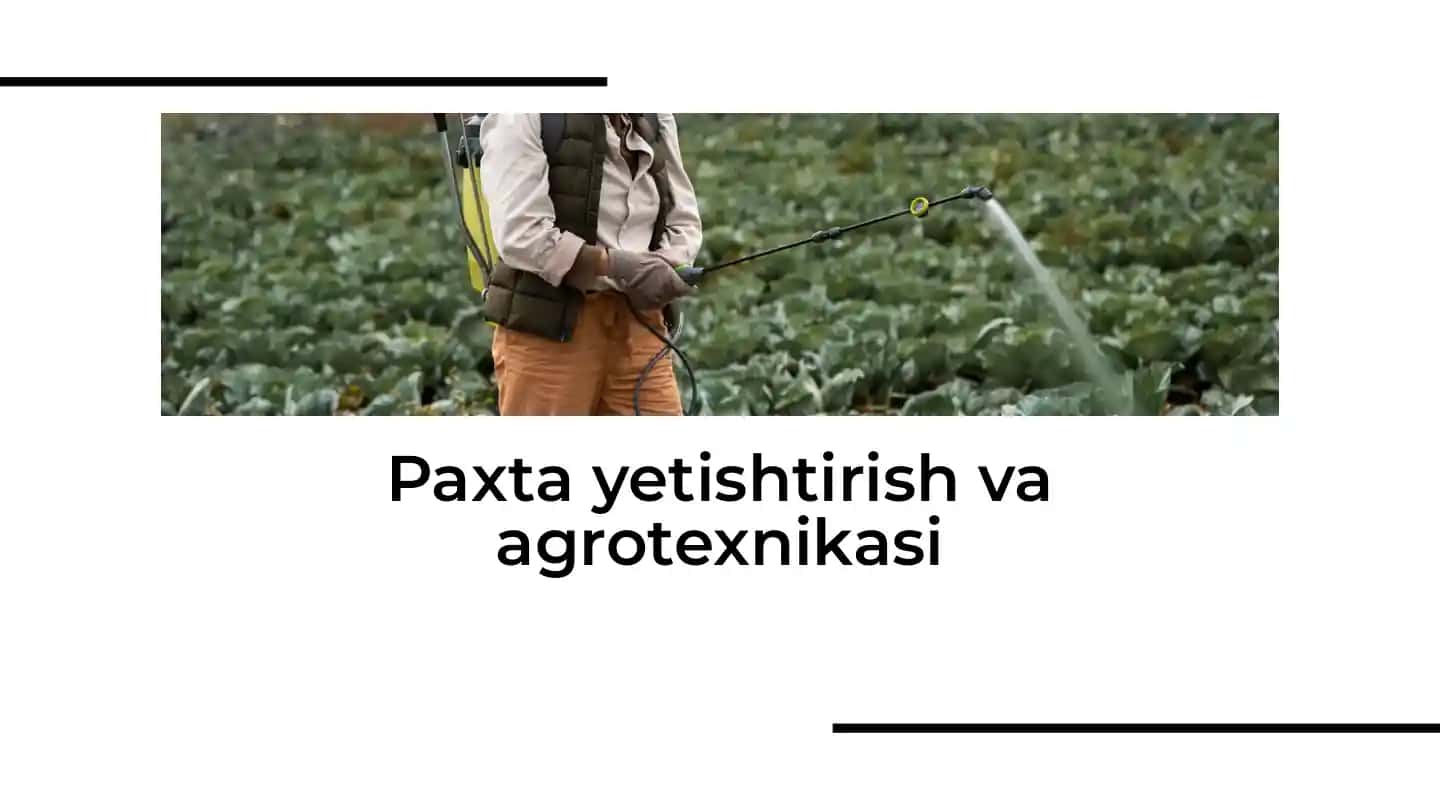 Paxta yetishtirish va agrotexnikasi