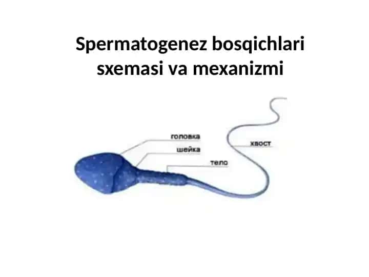 Spermatogenez bosqichlari sxemasi va mexanizmi
