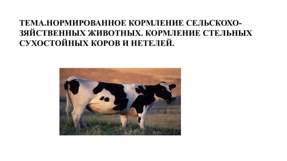 Нормированное кормление сельскохозяйственных животных