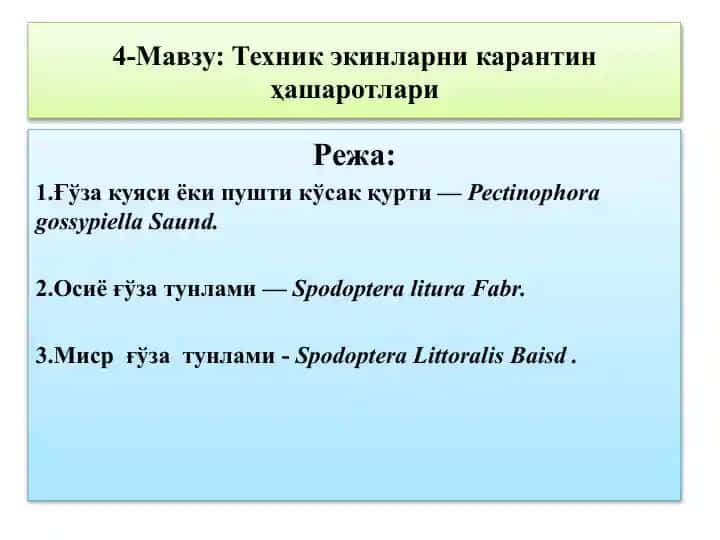 Ғўза куяси ёки пушти кўсак қурти