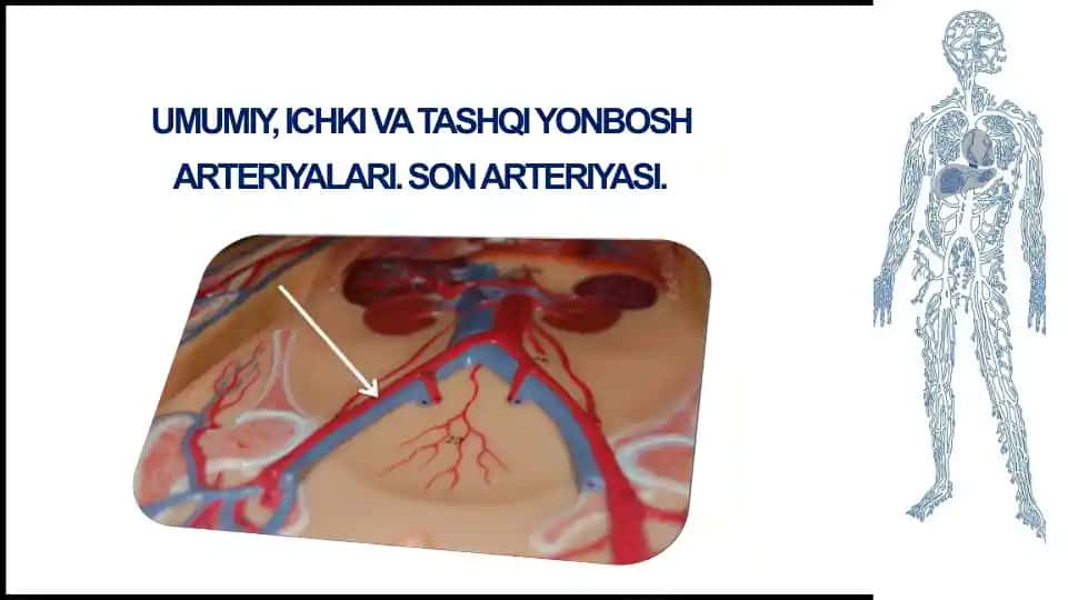 Umumiyyonbosharteriyasi, Ichkiyonbosharteriyasi