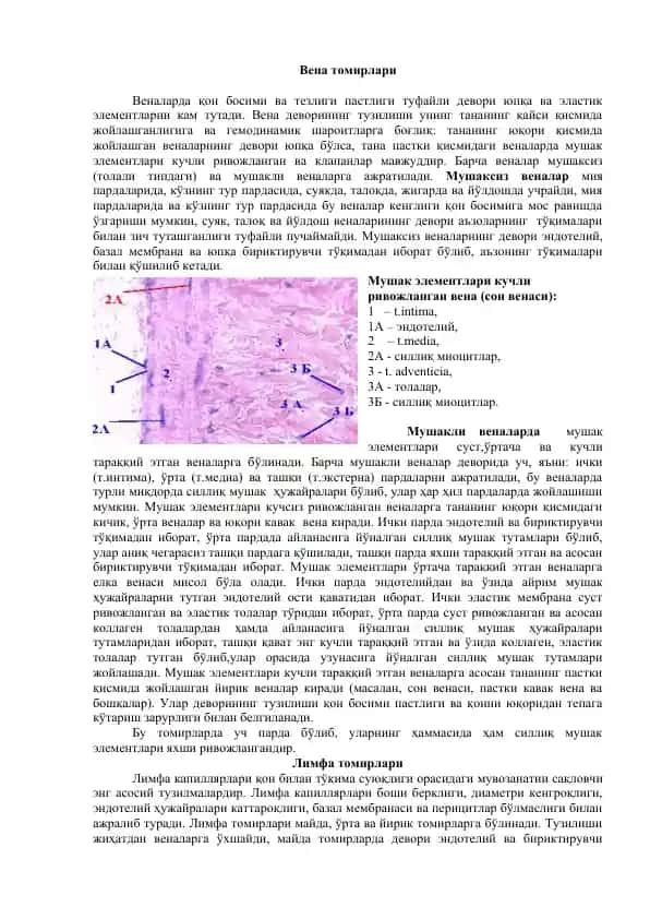 Вена томирлари